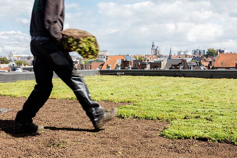 Een sedummat wordt over het dak naar zijn plek gedragen