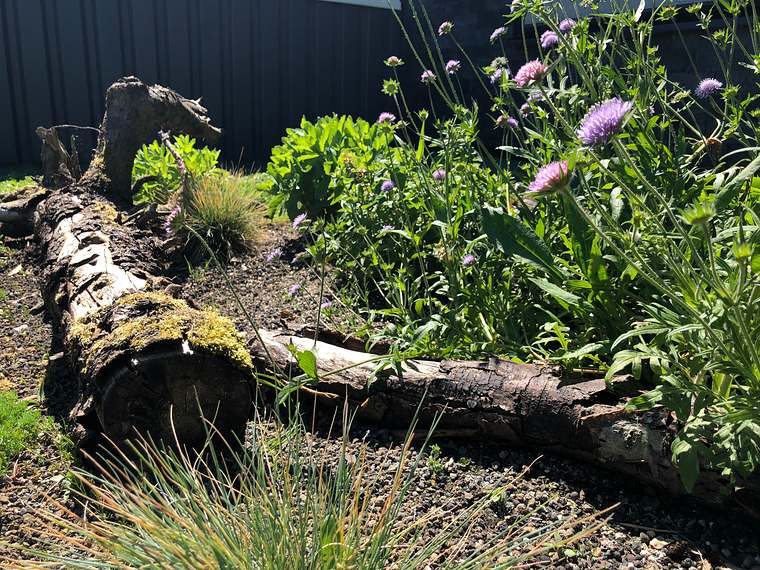 Boomstam en bloeiende kruiden op een biodivers groen dak