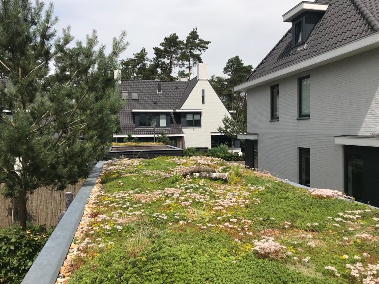 Groen dak met sedum en kruiden op een aanbouw