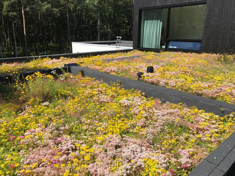 Bloeiend groen dak met sedum en kruiden aan de rand van een bos