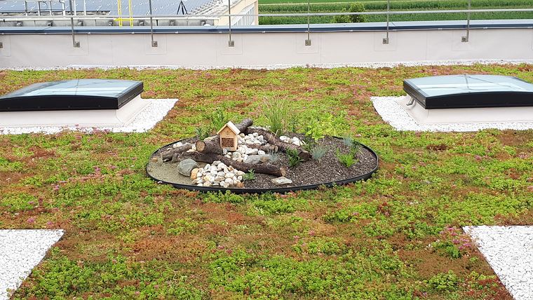 Sedumdak met een eiland van stenen, takken en kruiden tussen de lichtkoepels