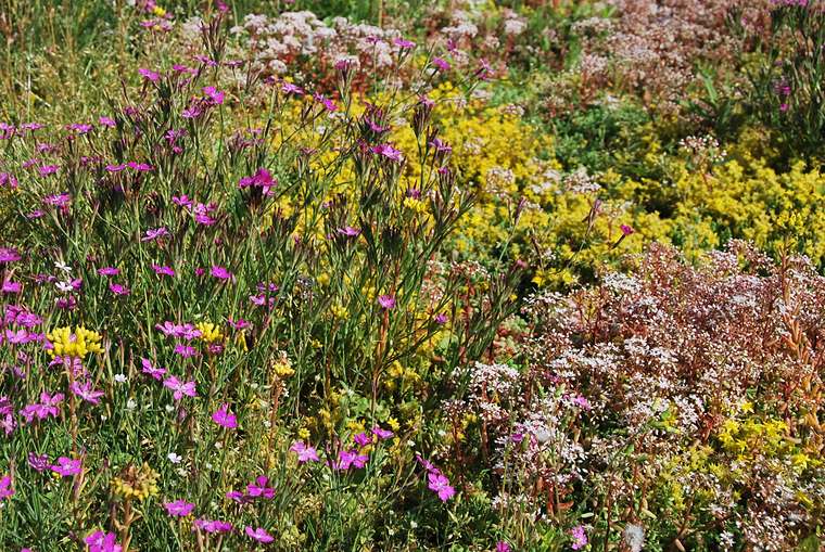 Sedum-kruidenmat in bloei met roze, gele en witte bloemen