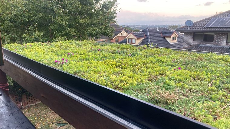 Sedumdak op een carport, met huizen op de achtergrond