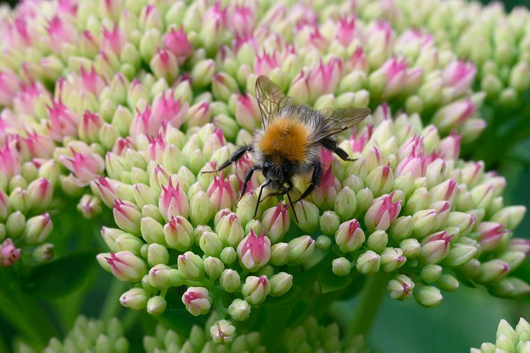 Hommel op een roze bloeiende sedumbloem