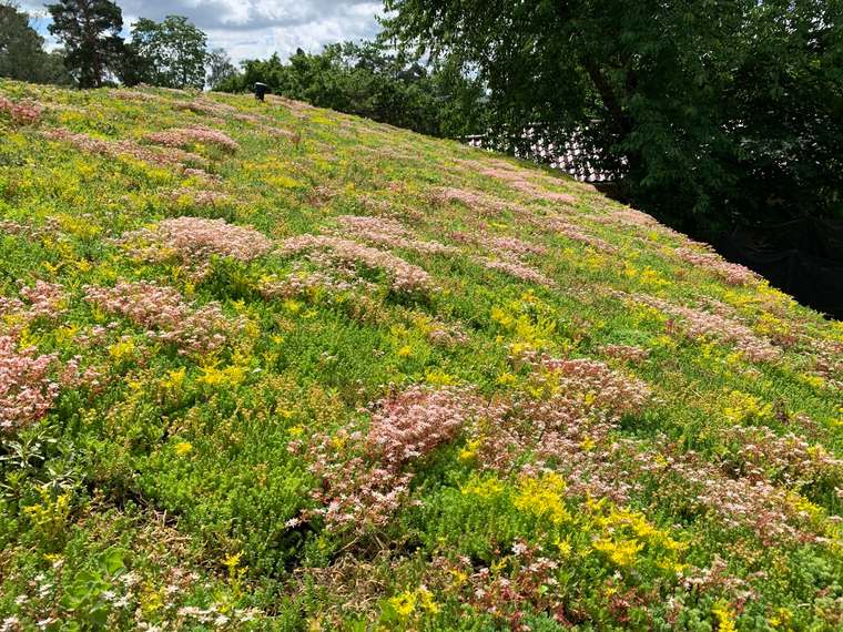 Glooiend sedumdak in bloei met roze en gele bloemen