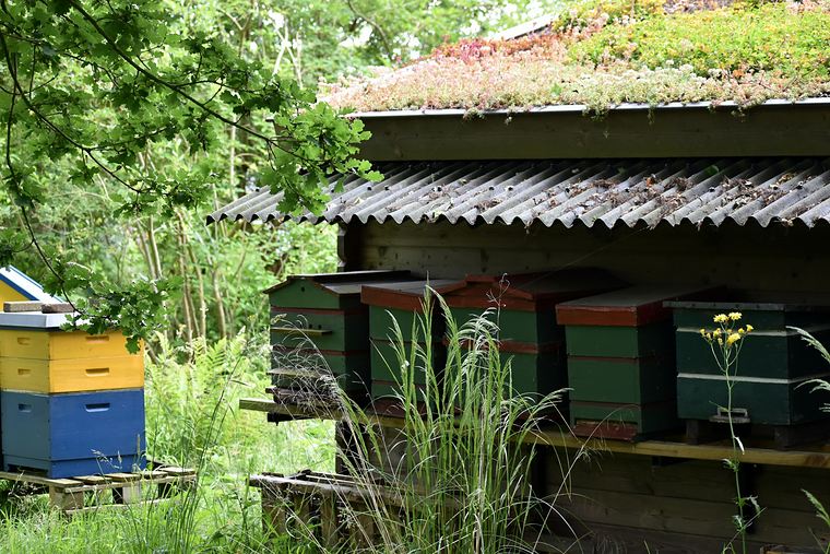 Houten schuur met een groen dak en bijenkasten eronder