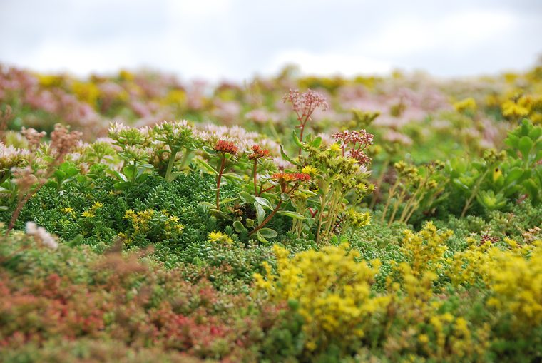 Bloeiende sedum van dichtbij in roze, geel en rood