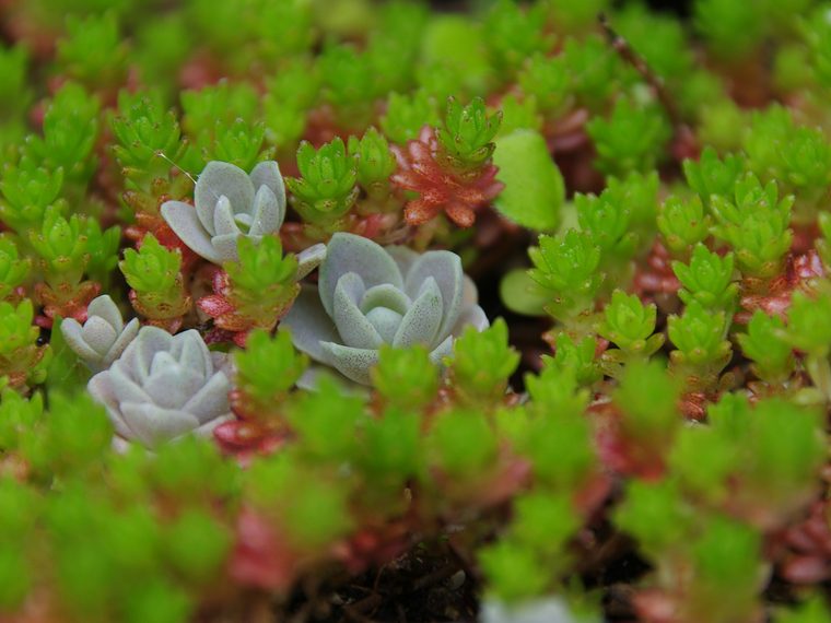 Groene en roze sedum met grijsblauwe rozetjes
