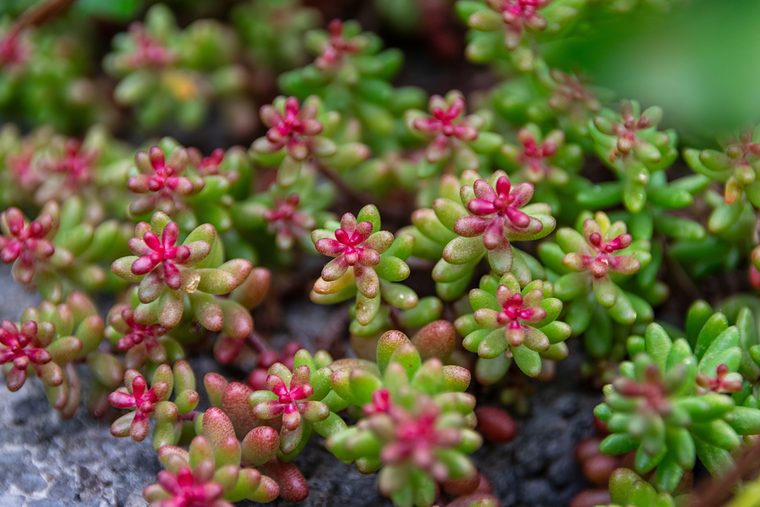 Rood en groen sedum van dichtbij met kleine roze bloemetjes
