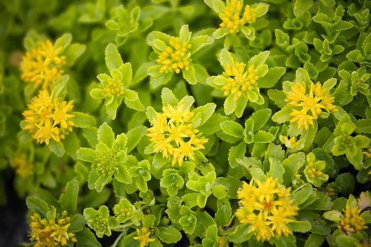 Gele bloemen van muurpeper, een sedumsoort, van dichtbij