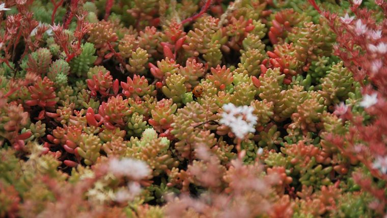 Rood verkleurde sedum in de herfst