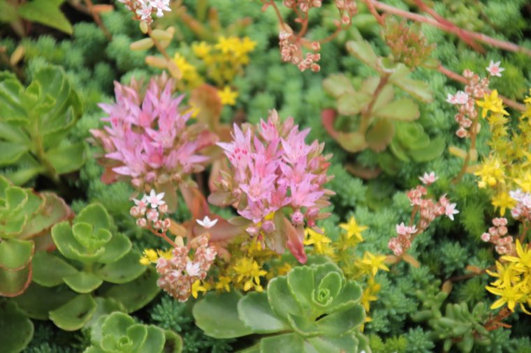 Bloeiende sedummat in juli met roze en gele bloemen