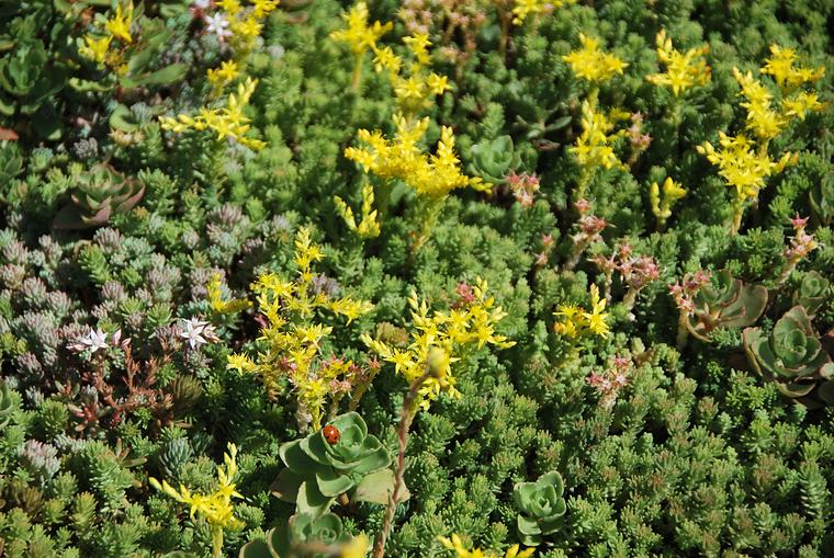 Gele sedumbloemen tussen groene sedum in juni