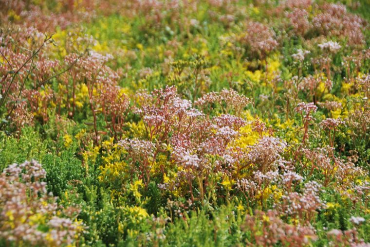 Sedummat in mei, met gele bloemen en roze knoppen