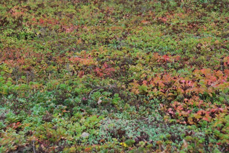 Sedummat in oktober met rode en bronzen kleuren