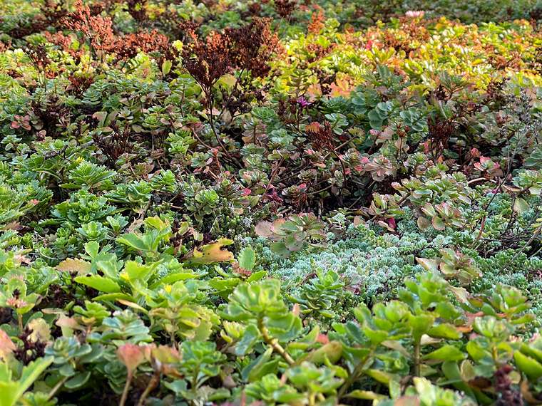 Sedummat in oktober met groene, rode en paarse bladeren