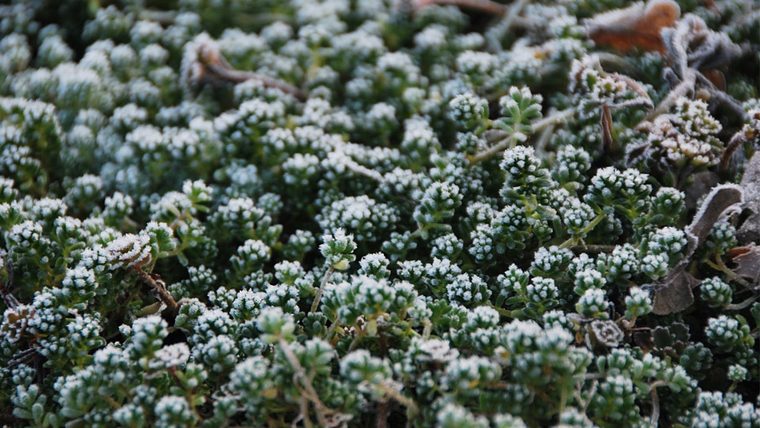 Sedum met rijp op een koude winterochtend