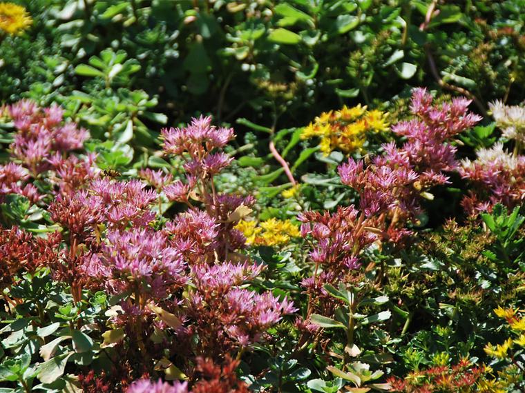 Roze en gele sedumbloemen van dichtbij