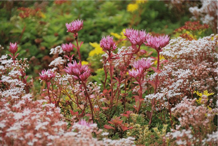 Roze en witte sedumbloei van dichtbij