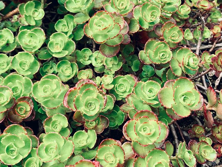 Groene sedumrozetjes met een rood randje, van bovenaf
