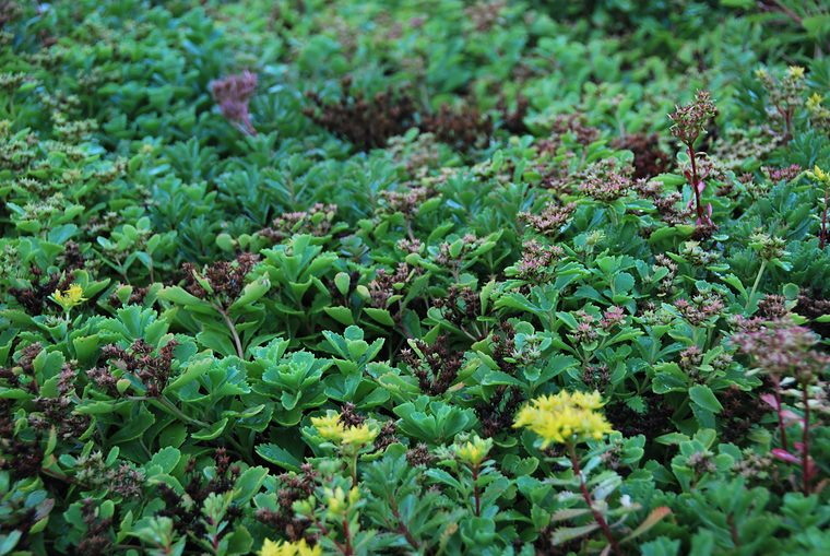 Groene sedum met de laatste gele bloemen in september