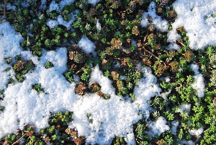 Sedum die tussen de sneeuw door groen blijft