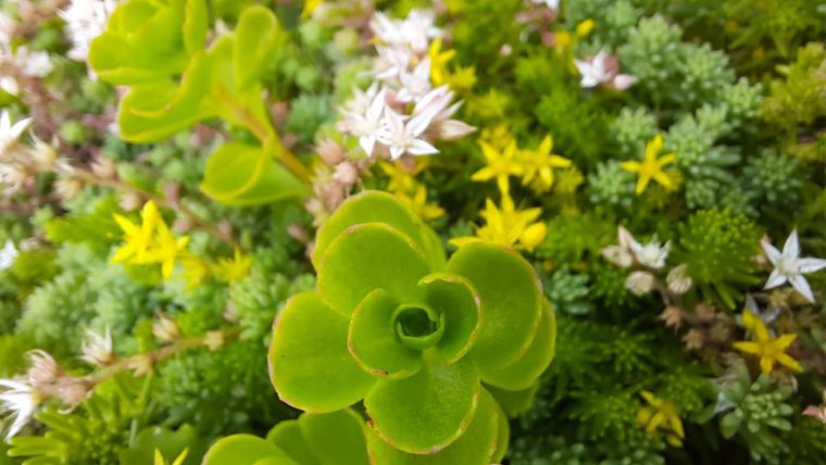Sedum in de zomer met witte en gele bloemetjes