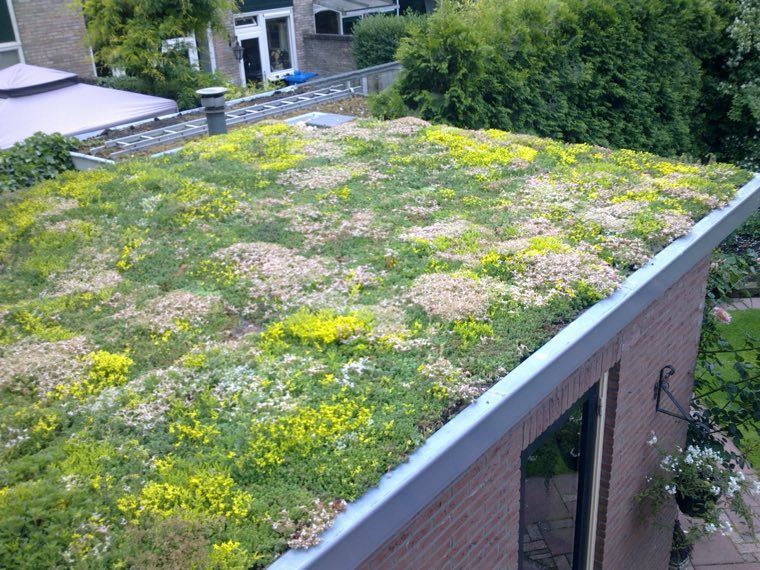 Bloeiend sedumdak op een aanbouw met witte, gele en roze bloemen