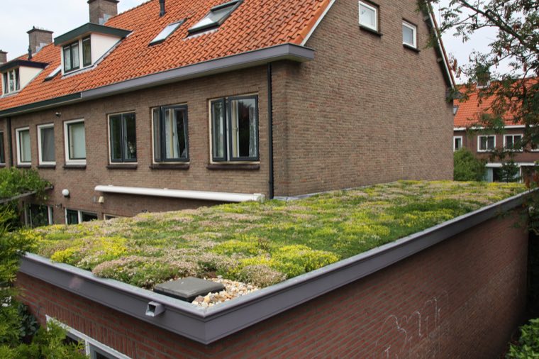 Sedumdak op de aanbouw van een bakstenen rijtjeshuis