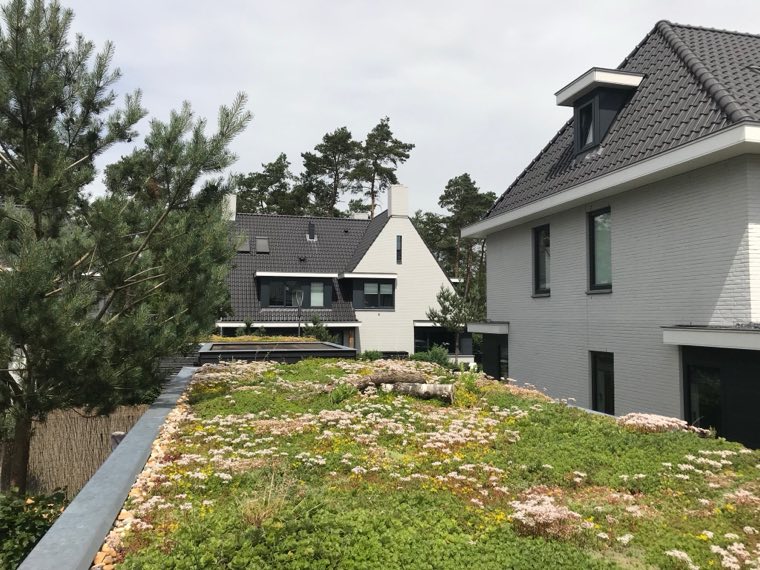 Sedumdak op de aanbouw van een vrijstaande woning