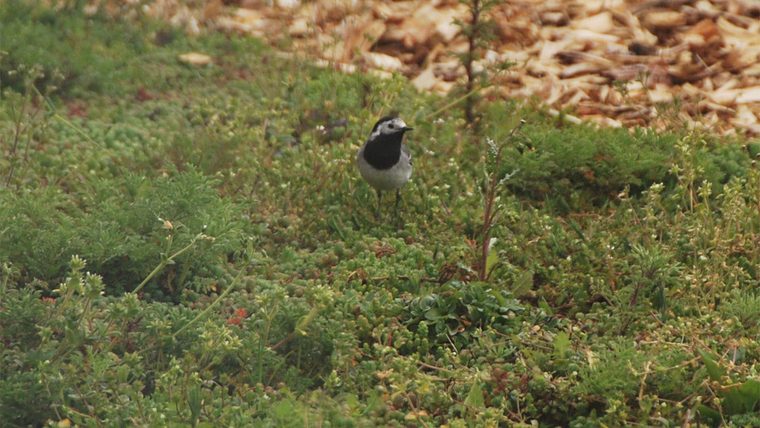 Witte kwikstaart op zoek naar insecten op een sedumdak