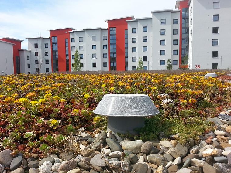 Bloeiend sedumdak met een ontluchtingskap, appartementen op de achtergrond