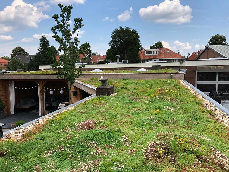 Plat sedumdak op een houten overkapping in de tuin, met daken van de buren erachter