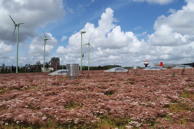 Groot sedumdak in rode tinten met windmolens op de achtergrond