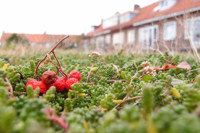 Sedum met rode bessen op een plat dak, met rijtjeshuizen erachter