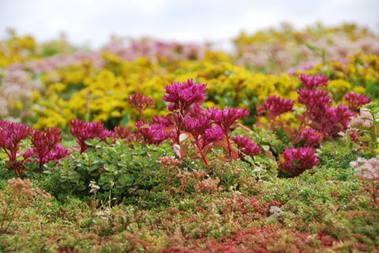 Close-up van een sedummixmat met verschillende soorten sedum