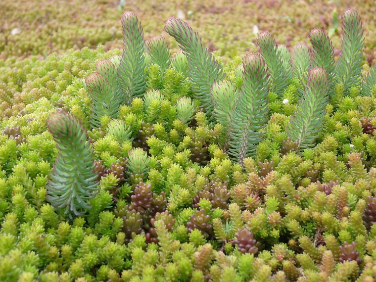 Dicht begroeide sedummat van dichtbij met verschillende soorten sedum
