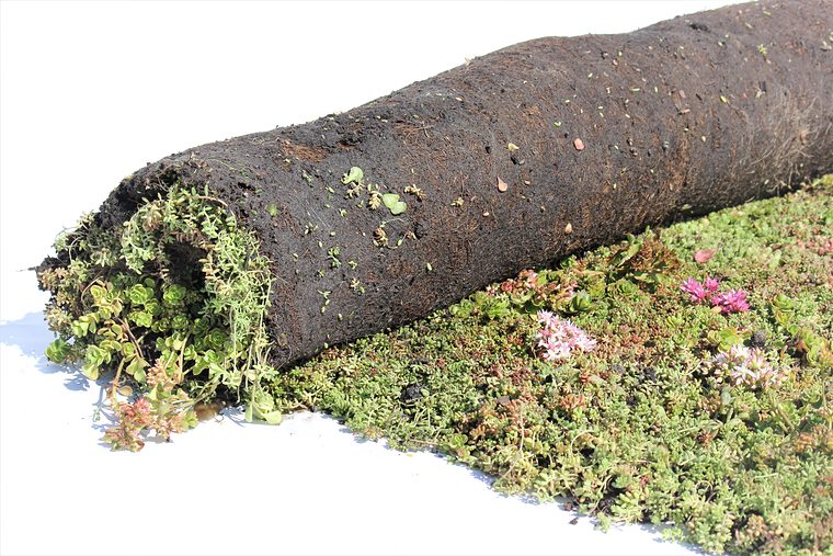 Deels uitgerolde sedummat: aan de onderkant zie je de wortels, bovenop de volle sedum