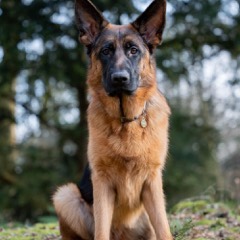 Rocky, de herdershond van het team