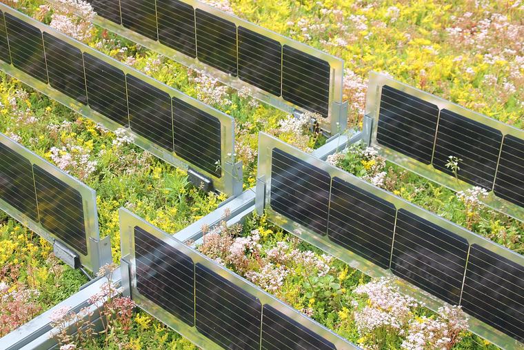 Rechtopstaande zonnepanelen op een bloeiend groen dak