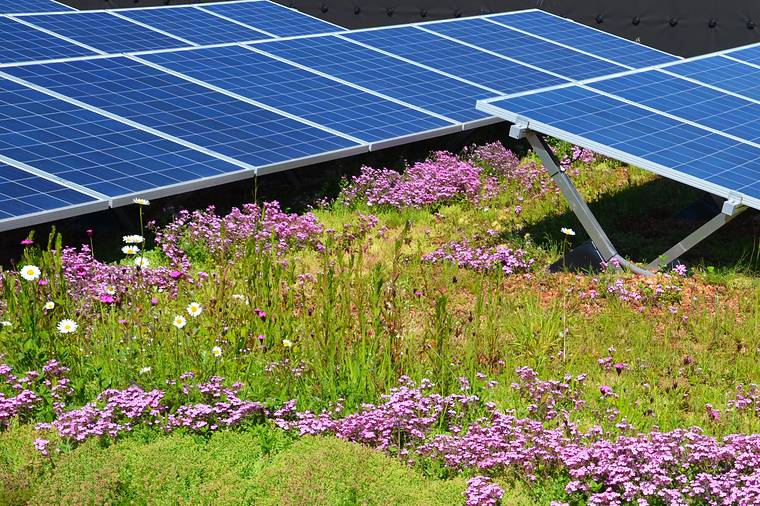 Zonnepanelen boven een bloeiend groen dak met roze bloemen