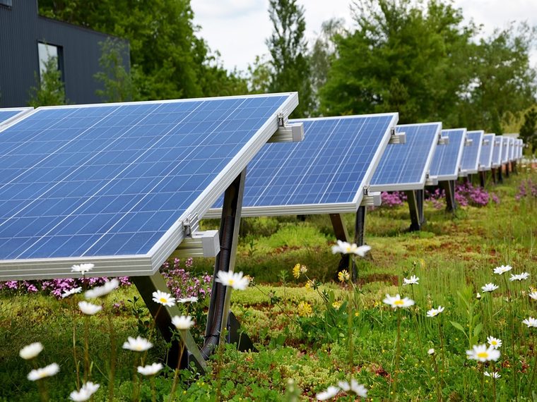Zonnepanelen op een groen dak met bloeiende margrieten